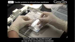 Western Blot  SemiDry transfer Video from GeneTex [upl. by Evelina]