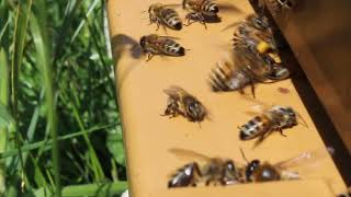 Observation des abeilles à lentrée de la ruche 12 [upl. by Knoll]