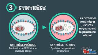 La multiplication des virus Ã ADN [upl. by Carlile211]