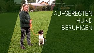 Aufgeregten Hund beruhigen ► Aufgeregter Hund ► Das geeignete Hundetraining [upl. by Yarg]