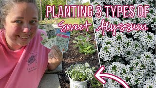 Planting 3 different types of Sweet Alyssum to see which one does the best in HEAT Zone 8b [upl. by Dana836]