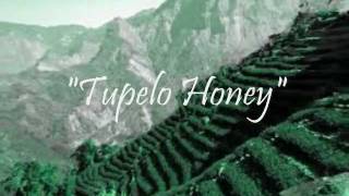 Tupelo Honey  Van Morrison [upl. by Wolfgang]