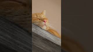 What is Caterwauling The Sound of Cats Mating catmating cat cats catlover pets [upl. by Hilda]