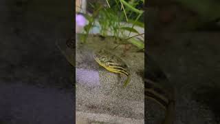 fahaka puffer eating snails puffer fish eating snails [upl. by Kcire]