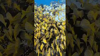 দারুণ গোল্ড পিষ চিংড়ি shortvideo fish aquariumfishpriceinbangladesh [upl. by Aryek]