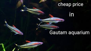 cheap price Denison barb in Gautam aquarium [upl. by Je]