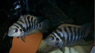 How To Breed Convict Cichlids [upl. by Haliled]