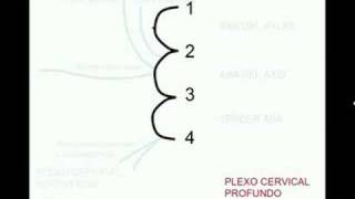 Plexo cervical [upl. by Crocker]