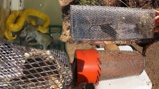 Building The Best Rodent Trap tried and tested design [upl. by Becca467]