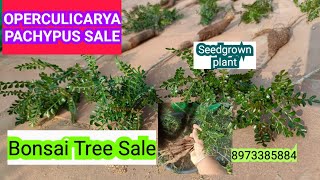 operculicarya pachypus Sale Seedgrown low maintanance Bonsai plant 8973385884 Whats app message [upl. by Daigle]