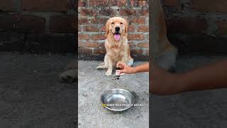 Dog skin problems hair fall and itching petmedicine petcare doglover pets vetmedicine [upl. by Corey982]