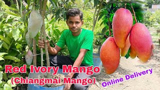 Red Ivory Mango Successful farming Chiangmai Mango Contact 8515849729 [upl. by Varhol]