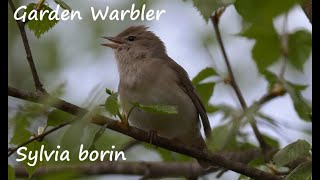 Lehtokerttu laulaa Garden Warbler singing Gartengrasmücke singen Sylvia borin Садовая славка [upl. by Ihsorih34]