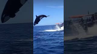 ocean fishing orca dolphin shorts youtubeshorts youtube viralvideo viralshorts nature [upl. by Ettevol]