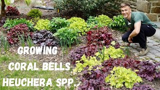 CORAL BELLS Heuchera spp  Where to Plant amp How to Grow [upl. by Bay]