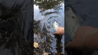 Crappie slams greenblack Trout magnet Shimano Naxave  St Croix Triumph ultralight [upl. by Atinrehs]