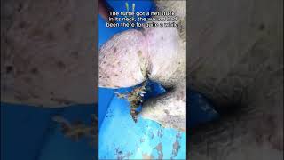 Dolphin calls for help to save turtle animalsoftiktok rescue animal rescueanimals turtle [upl. by Kazmirci]