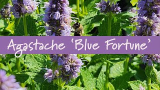 Agastache Blue Fortune at Prides Corner Farms [upl. by Atsocal]