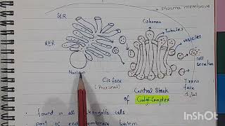 Golgi Complex Structure and Functions Class 11 Biology [upl. by Silber]