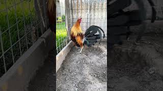 Green leg day explore rooster gamefowls gamefowl gamefowlshow gamefowlbreeding pets gallos [upl. by Talanta]