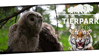 Rundgang durch den Tierpark Berlin Tiere hautnah erleben  16062024 [upl. by Isleen]