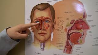 Nasal Endoscopy Procedure [upl. by Dur3]