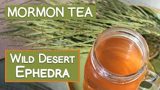 Mormon Tea 6 Folk Traditions Using Wild Ephedra [upl. by Magee62]