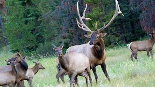 Elk Rut with Lots of Bugling and Aggressive Bull Guarding his Canadian Rockies Harem [upl. by Middlesworth584]