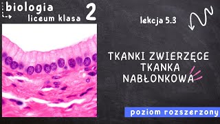 Biologia klasa 2 Lekcja 53  Tkanki zwierzęce Tkanka nabłonkowa [upl. by Einhoj]