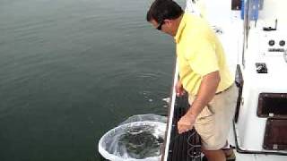 Catching Menhaden with a Cast Net [upl. by Lambart234]