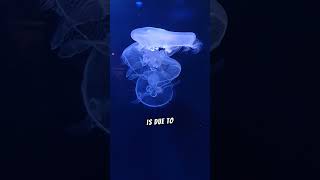 The Bioluminescence of Jellyfish [upl. by Ahseikal31]