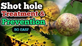 how to treat and prevent shot hole disease shot hole fungus prevention [upl. by Dunc480]