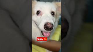 spitz dog breed  spitzdog spitz spitzpuppy spitzdog spitzlovers spitzestifte [upl. by Yllom]