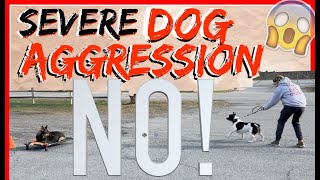 My Dog is Aggressive towards other dogs Help  Dog Training with Americas Canine Educator [upl. by Dickens118]