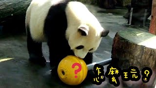 圓圓趴在網格看圓寶，圓寶走來走去忙不停熊貓貓熊The Giant Panda Yuan Yuan and Yuan Bao台北市立動物園 [upl. by Pelagia]