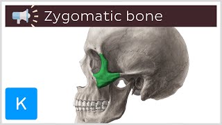 Zygomatic bone  Anatomical Terms Pronunciation by Kenhub [upl. by Angelico69]