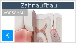 Aufbau des Zahns Vorschau  Anatomie des Menschen  Kenhub [upl. by Ailimat267]