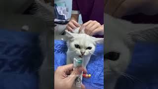 Cat injection reaction 💉💉🤣 funnyvideo cat funny pets funnycat [upl. by Atahs278]