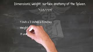 Abdominal Region Mnemonics Handwritten Tutorial [upl. by Sage]