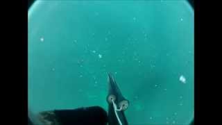 spearfishing lancelin australia [upl. by Heiney]