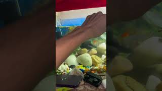 Guppy giving birth minivlog aquarium youtubeshorts shortvlog guppy fishtank petsvlog [upl. by Kain]