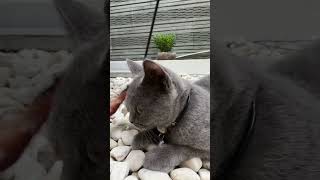 NIKO TIME 🐱 britishshorthair bshkitten catlover bsh cutekitty cutecat lovelycats [upl. by Bertrand340]