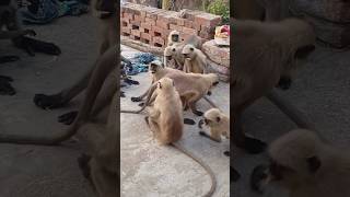 Hanuman।। kapimaharaj।।langur।। african monkey।।zooo [upl. by Vera601]