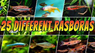 25 Different Types of Rasboras  Rare amp Common Aquarium Rasbora Fish List [upl. by Marlon]