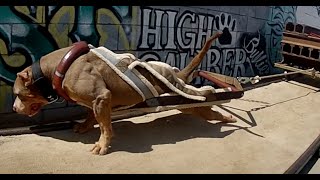 The Worlds Strongest Pit Bulls use Bully Max [upl. by Rodrigo]