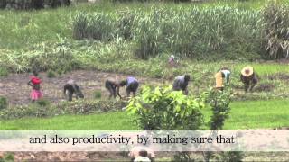 Sierra Leone Farming as a business  Part I [upl. by Klinger]