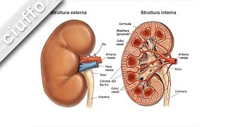 Fisiologia dei Reni [upl. by Anelej]