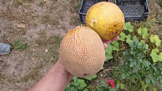 🍈 Melony i arbuzy  stanowisko nr3 🍉 po dłuższej nieobecności 13IX2024r [upl. by Lalaj]