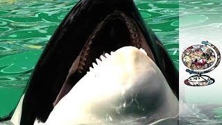 Freeing A Killer Whale Held Captive For 43 Years [upl. by Aljan516]