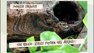 RoughScaled Python Arrival Unboxing and 1Month Later [upl. by Nellda]